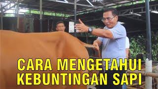 Cara Cek Kebuntingan Sapi