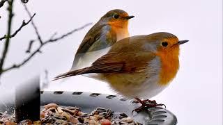 Голоса птиц - Зарянка.  Вільшанка (Erithacus rubecula) European Robin