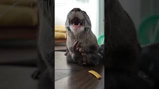 Bingo eating healthy cookies ! OTTER ASMR