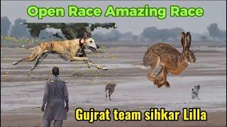 Dog vs Rabbit Race 2023,24 Greyhounds vs Hare | Hare Coursing | Hunting Dogs | High Speed Dog Runing