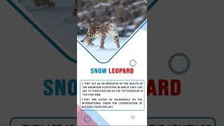 Snow Leopard | Ghost of Mountain| Forum IAS #shorts