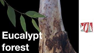 Eucalypt forest