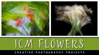 ICM flower & plant photography: Move your camera to create abstract art outdoors and in studio.