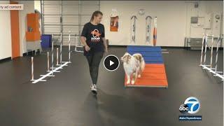 Dog Agility Training in Thousand Oaks at Zoom Room
