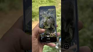 Google pixel 8 camera test Flipkart BBD sale #google #pixel8 #trending #shortvideo