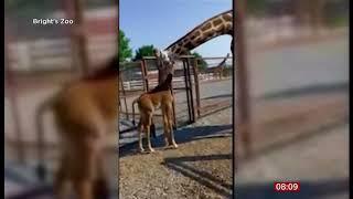 Rare spotless giraffe born in Tennessee’s Brights Zoo (USA)  - 22/Aug/2023 (1)