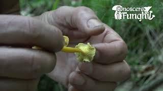 Conoscere i Funghi: Craterellus tubaeformis [ COMMESTIBILE ]