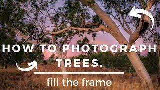 How to Photograph trees. Landscape Photography