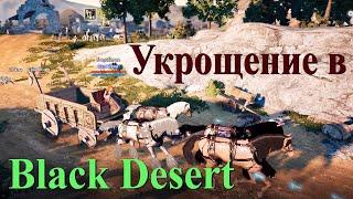 Все про коневодство и укрощение в Black Desert