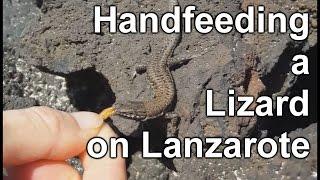 Hand Feeding a Lizard on Lanzarote