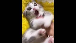 Хорошего настроения #youtube #smile #юмор #nature #приколы #jokes #позитив #cat