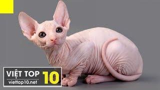 10 Most Bizarre Cat Breeds Ever