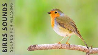 Relaxing Bird Sounds - Wild Nature Birds Singing, Soothe the Nerves, Stress Relief, Sleep Aid