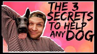 3 Secrets Dog Training Tips- How to build a better relationship with your dog