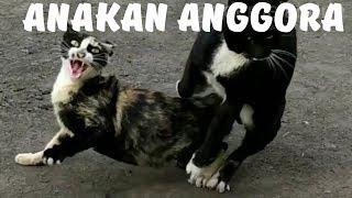 Kucing Anggora kawin silang dengan kucing Asia | KUCING KAWIN
