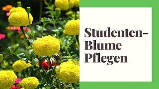 Studentenblume Pflegen - So geht's