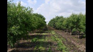 По климатическим условиям Бессарабия подходит для выращивания миндаля