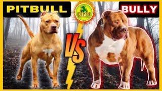 What's the REAL Difference Between Pitbull and American Bully?