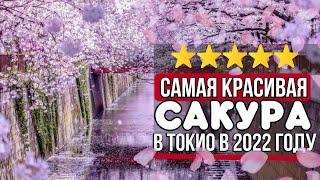 Цветение сакуры в Токио - прогулка по реке Мегуро