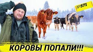 Наши коровы попали в метель. Неожиданный приход зимы. Жизнь в деревне.