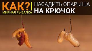 Как насадить опарыша на крючок правильно?