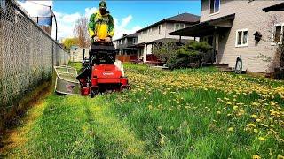 OVERGROWN Lawn INFESTED With Dandelions Gets A Satisfying TRANSFORMATION