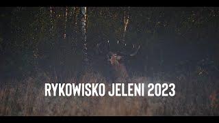 RYKOWISKO JELENI 2023 (4K) DEER RUT