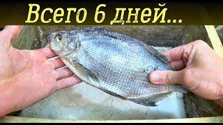 Сухой посол рыбы часть 2. Как сделать малосольную рыбу сухим посолом?!