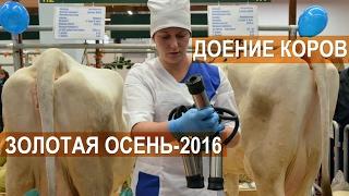 Две техники машинного доения коров. Выставка Золотая Осень-2016