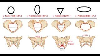 Obstetrics 120 Pelvis Anatomy True False Inlet Brim Cavity Outlet FEMALE Contracted Gynecoid Android