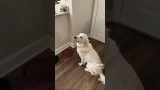 Watched This? Cute Female DOG #doglover #cutedog #labrador #dog #dogeating