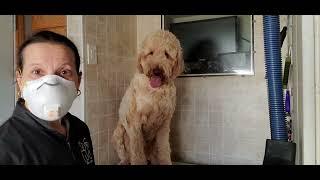 Largest dog I've ever groomed! Golden Doodle dog breed, dog grooming, no restraints, 3/4 blade