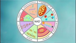  Powerful Anti-Ageing NAD+ ~ Rejuvenation & DNA Repair + Perfect Health & Youth ~ Classical Music