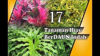 17 Tanaman Hias Daun - UNTUK TAMAN