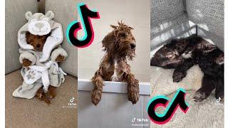  Funny and Cute Cockapoo  Dogs and Puppies Tiktok Compilation