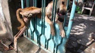 Desperate for help, trapped dog freed from gate.