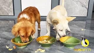 Puppies Food Review  Petify TV Dog Series 59 Puppies Food Review Channel Videos #puppyFeeding