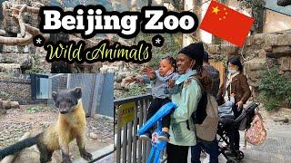 What We Found in Beijing Zoo || Beijing Zoo, CHINA - Amazing Experience