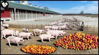 Organic Pig Farming - Fruit-Eating Pig Farm Model For Delicious Meat