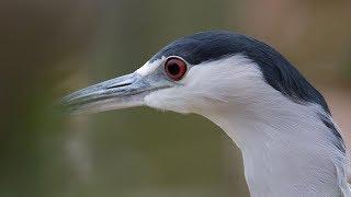  Black-Crowned Night Heron with Call Sound