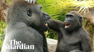Young great apes tease and annoy their elders in playful behaviour