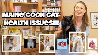 Health issues in Maine Coon Cat Breed!?! | Vet Explains