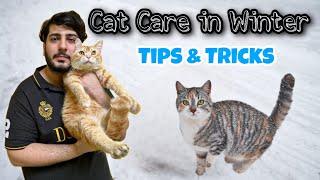 How to keep Persian Cat Warm and Healthy In Winter | Winter Cat Care