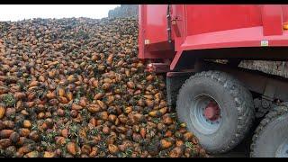 Fodder Beet Lifting