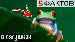 ⭐️ 5 ПРИЯТНЫХ фактов о ЛЯГУШКАХ