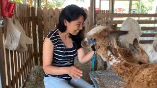 Alpaca Baby: Prep Training for Hand Shearing and SubQ Injections