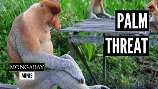 Proboscis monkey habitat destroyed by palm oil processing