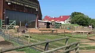 japanese ostrich walking around @Mother Farm Tokyo Japan Aug.3.2019