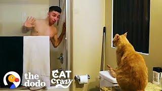 Every Cat Parent… | The Dodo Cat Crazy