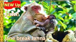 New Update ! Jane Break Janna monkey Coz Janna bitten Jody hurt it's Temper angry instead milk